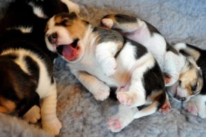 szczeniaki beagle