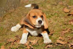 szczeniak beagle