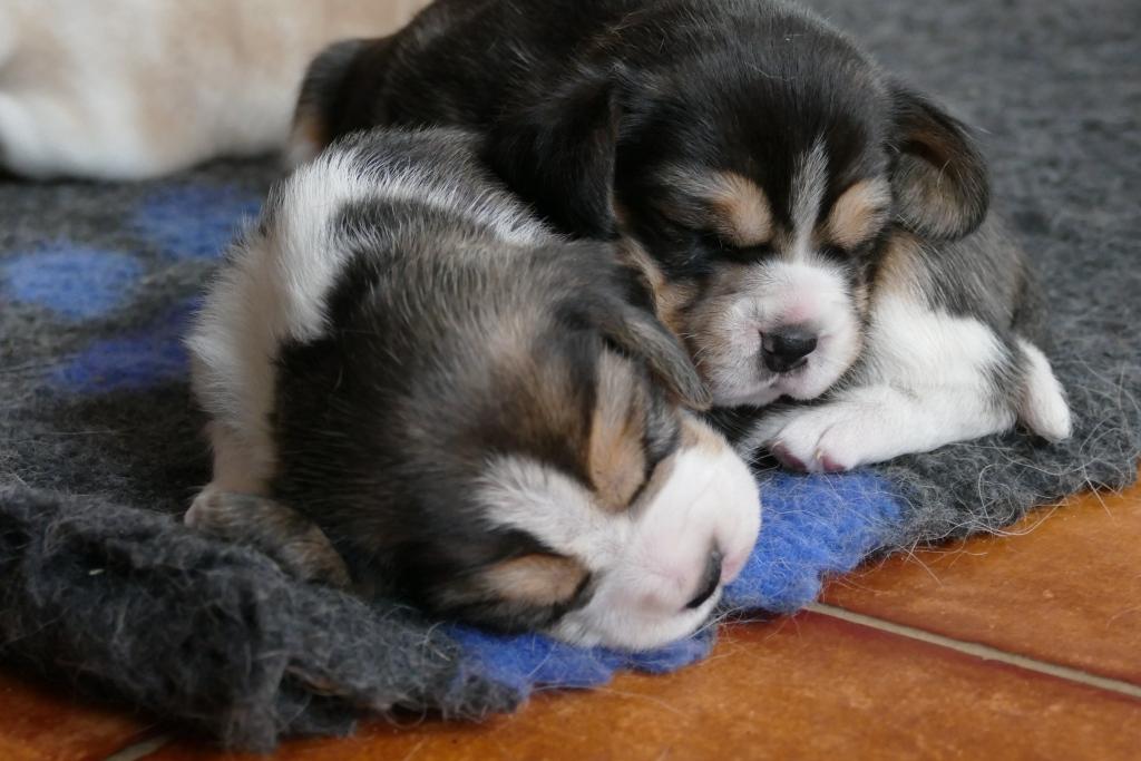 Narodziny szczeniaków beagle – miot W